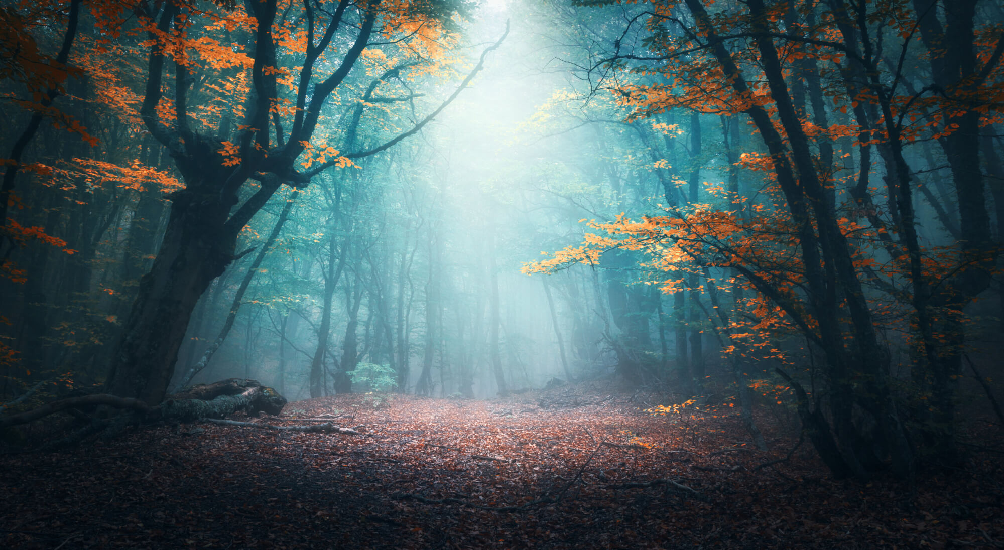 Beautiful mystical forest in blue fog in autumn. Colorful landsc