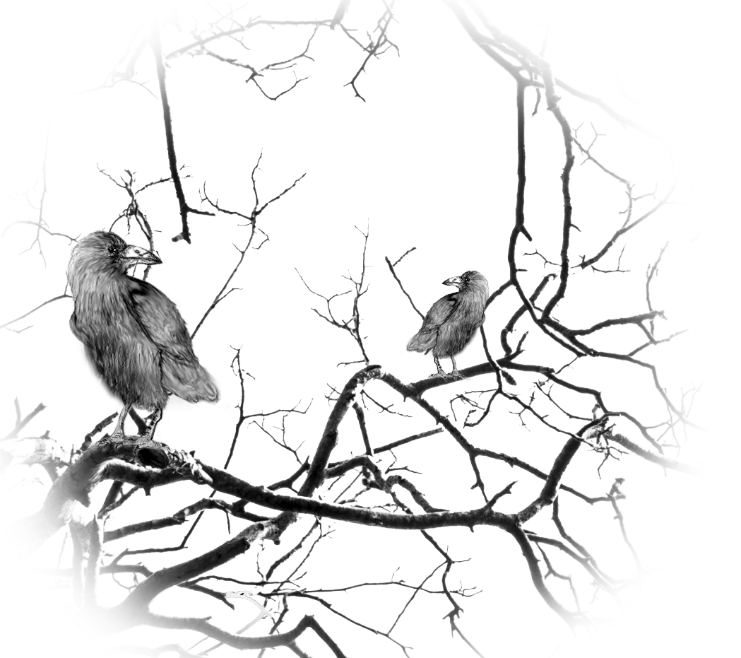 Rabe-im-Baum-2