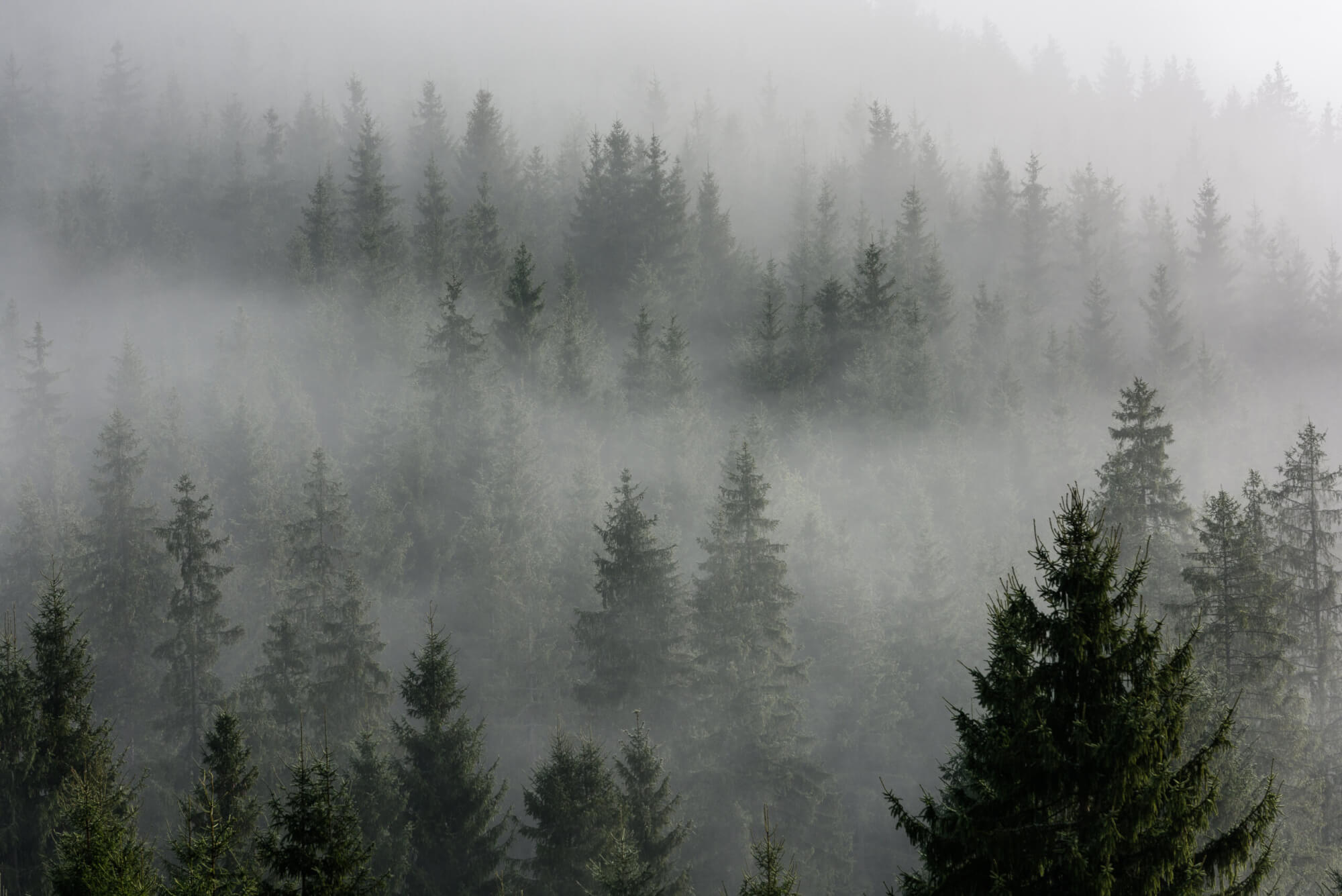 Fog above pine forests. Detail of dense pine forest in morning m